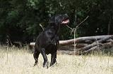 CANE CORSO 1468